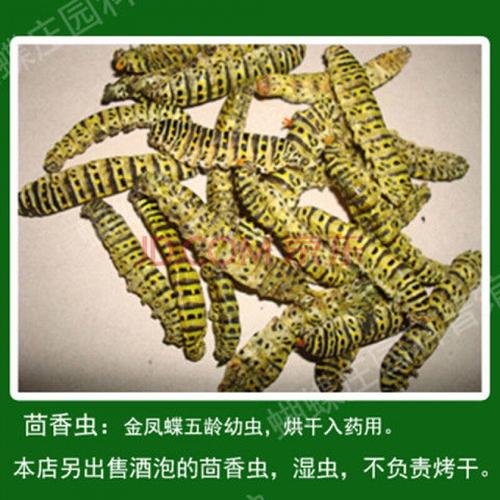 茴香虫大蘹香虫,大茴香虫金凤蝶五龄幼虫中药材10条