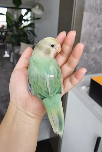 绿闪派牡丹鹦鹉_鹦鹉_牡丹_宠物_宠物其他