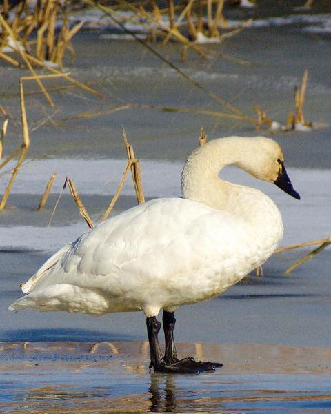 tundra swan photos