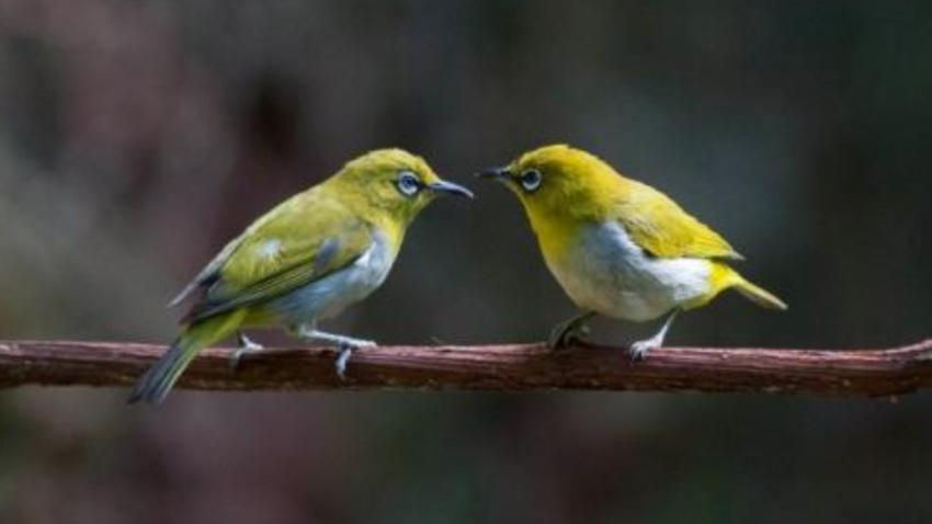 母绣眼鸟引公鸟叫声怎么形容