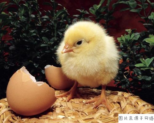 小鸡出壳后,育雏的时候,环境温度怎么控制?