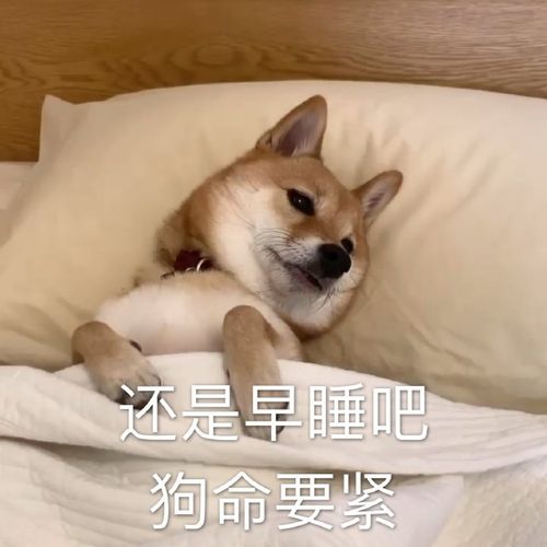 还是早睡吧狗命要紧早睡狗命要紧还是表情