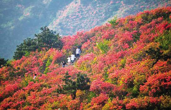 大雷山杜鹃花