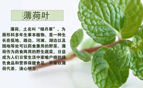 薄荷叶能吃吗 薄荷叶成分,功效及食用禁忌