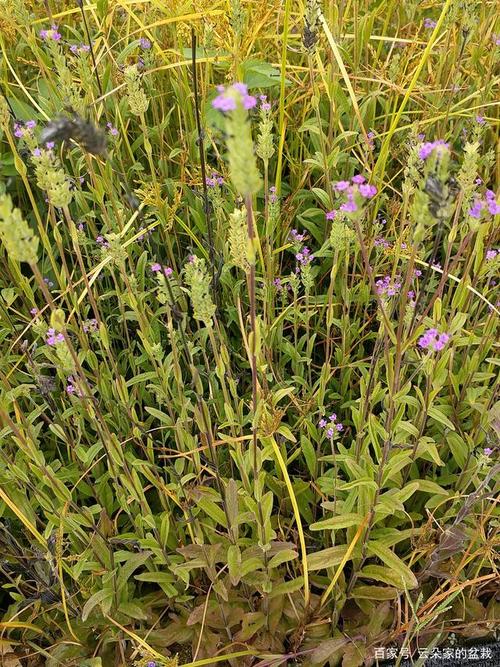 这东西,人称"鬼羽箭",一斤能卖上千元,却被当杂草除掉