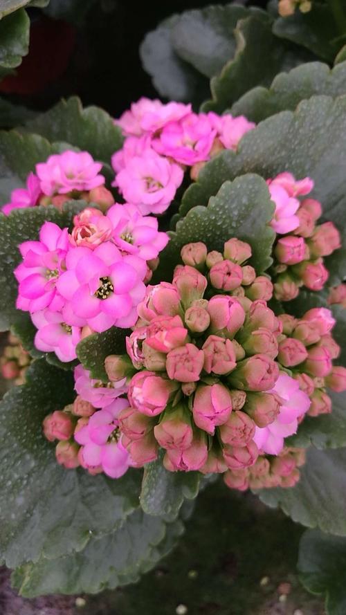 利高农业出货清单——长寿花