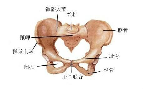闭孔为闭孔膜封闭,但留有一细管,管内有神经和血管通过.