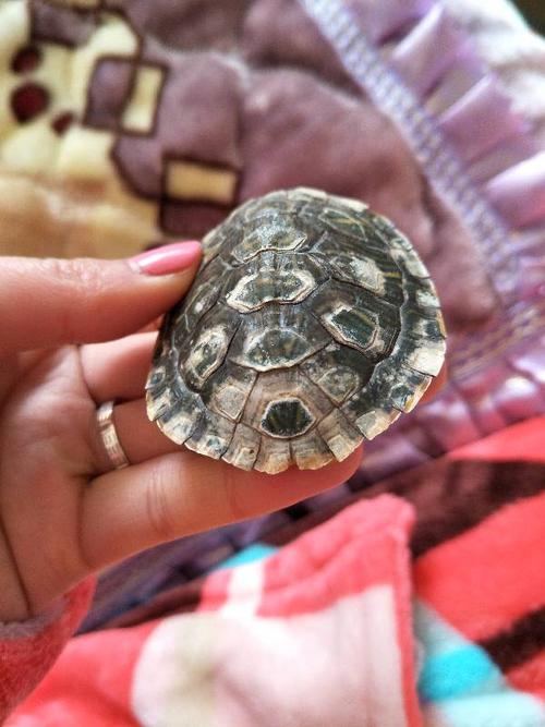 小乌龟壳上到处都是白斑应该怎么办?请大神指教.