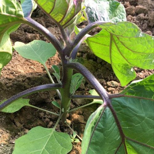 茄子需要整枝打岔吗?