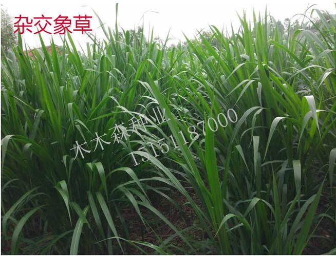 多年生牧草种子四季黑麦草种子南北方高产鸡鸭鹅猪牛羊鱼牧草种籽