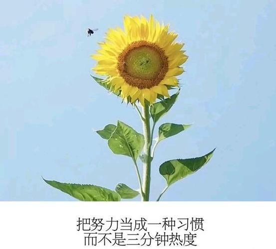 唯美生活哲理句子:生活很苦,但笑容很甜,依然值得前进