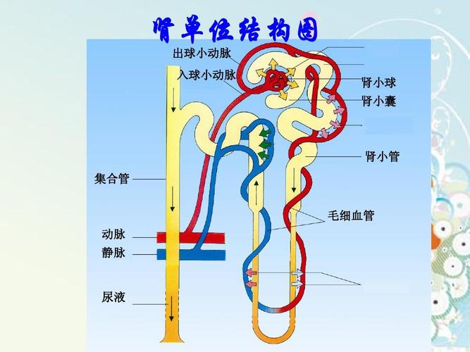 肾单位结构图 出球小动脉 入球小动脉 肾小球 肾小囊 肾小管 集合管