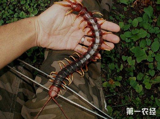 加拉帕格斯巨人蜈蚣你了解吗?(中)