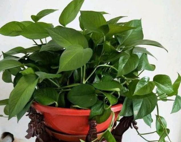 原创绿萝叶子发黄?养护时3个方面没有做好,要及时解决