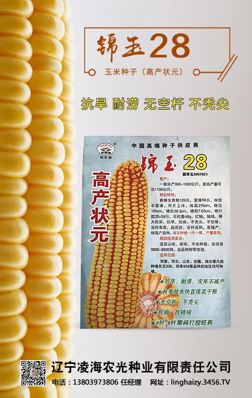 玉米种子-锦玉28-农光种业-辽宁凌海农光种业有限责任