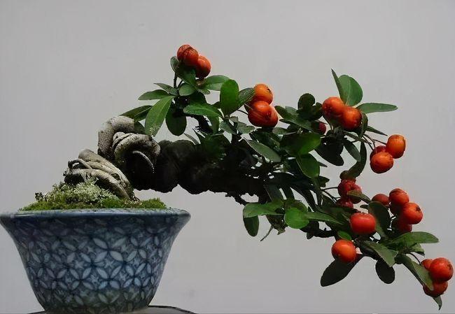 一棵多干的火棘盆景,造型好看,养护也简单,观花赏果两