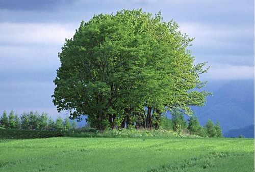 识别树木的软件叫什么