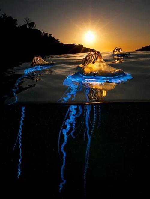 僧帽水母(physalia physalis)为暖水种