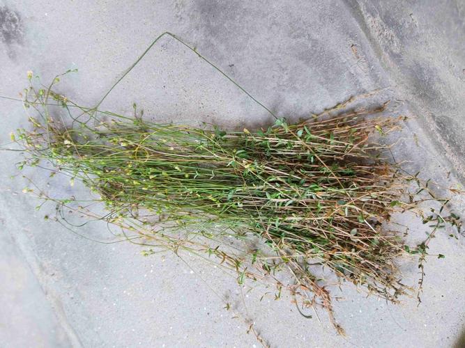 这种植物喜欢在松软的沙子土地生长,并且要在阳光充足的地方成长