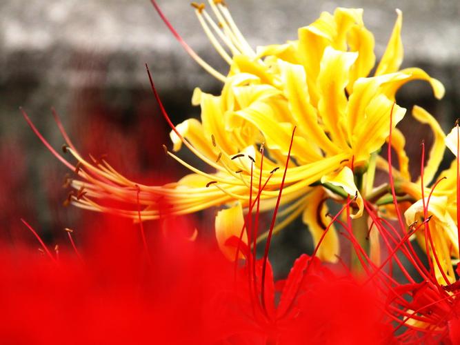 两生花