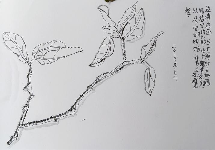 2020年梦海艺术秋季精英a班第一次速写作品——《线描写生-树枝》