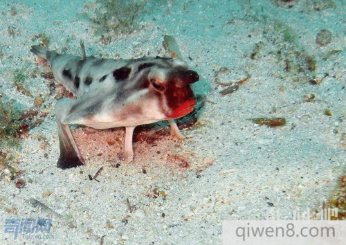 上最奇特的海洋生物排名 褶边鲨鱼6个鳃看起来最怪异