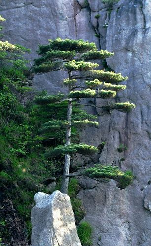 黄山劲松