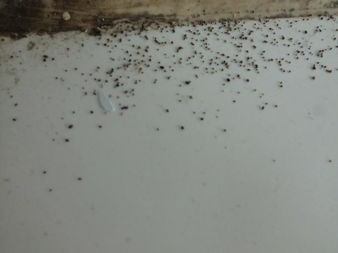 求大神看这是不是蟑螂幼崽?