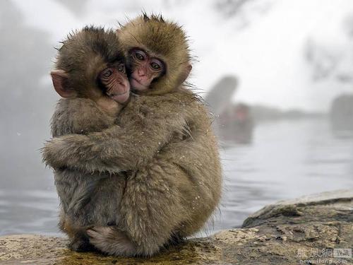 日本雪猴相互拥抱取暖.