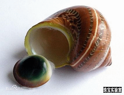 猫眼蝾螺