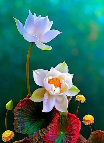 映日荷花别样美   一念心清净,处处莲花开