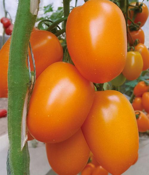 金佰利黄色番茄种子 黄罗曼类型柿子种子