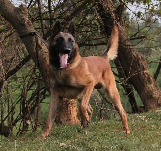 所谓的"老血"和"新血"马犬,究竟有何差别?