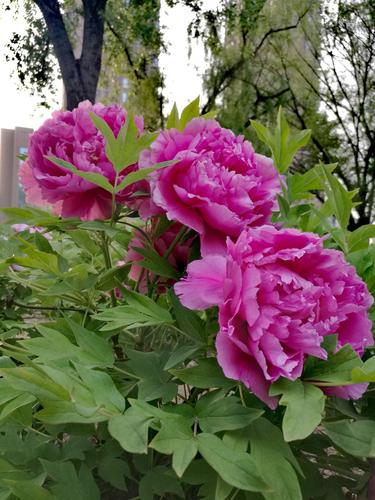 牡丹花开时,我在丛中笑