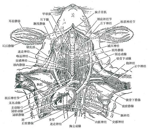 图12-12  家兔颈部血管神经解剖位置示意图