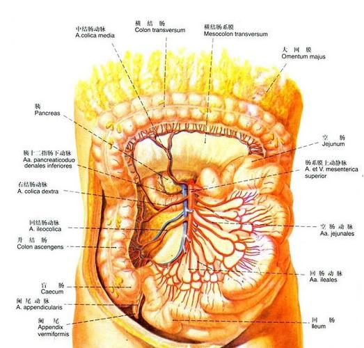 肠系膜动脉解剖示意图-人体解剖图
