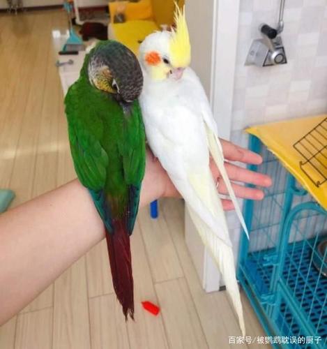 玄凤鹦鹉国内有多少种?厨子整理发现有60种之多,内附品种图表!