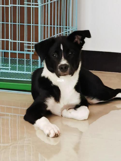 请问这耳朵还有救吗_拉布拉多_边境牧羊犬_宠物_狗
