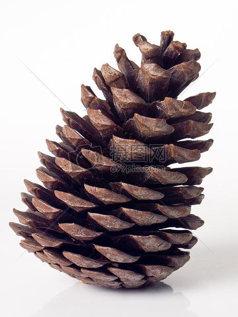 松果上白照片文件