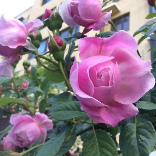 小叔送我一盆月季花,求教如何养护,才不会让它枯萎?