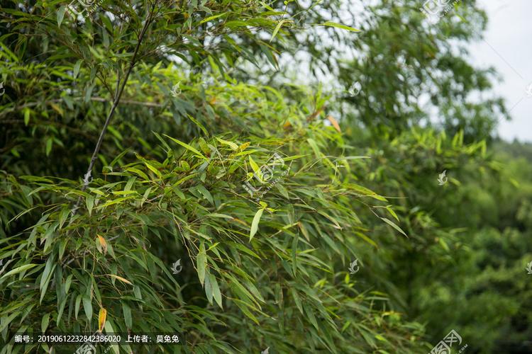 [正版商业]毛竹叶