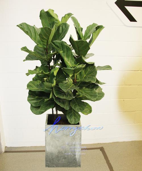 琴叶榕实物拍照一物一拍简单北欧风格植物有颜值有格调