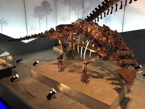 浙江省自然博物馆内的缙云甲龙化石