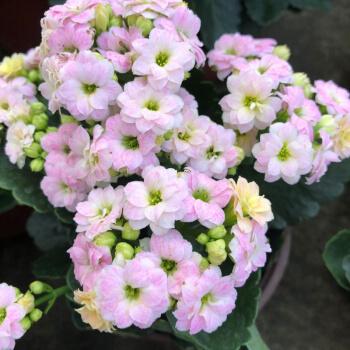 多肉植物办公室花苗带花苞绿植花卉室内小盆栽长寿花风花雪月不含盆