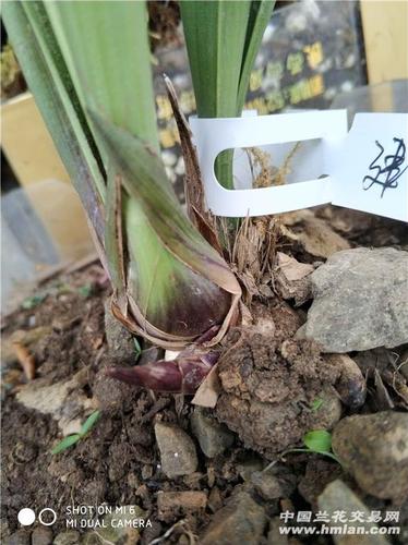 是叶芽还是花芽