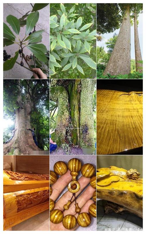 下面是金丝楠木从幼苗种植 逐步向大龄树成长及这里的半成品图片.