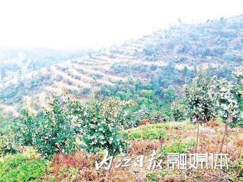 内江隆昌市石燕桥镇万亩油茶花开啦!