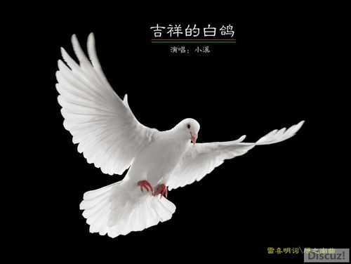 吉祥的白鸽 (小溪演唱)