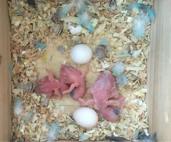 虎皮鹦鹉养成记