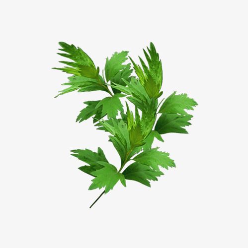 >高清艾叶免费图片